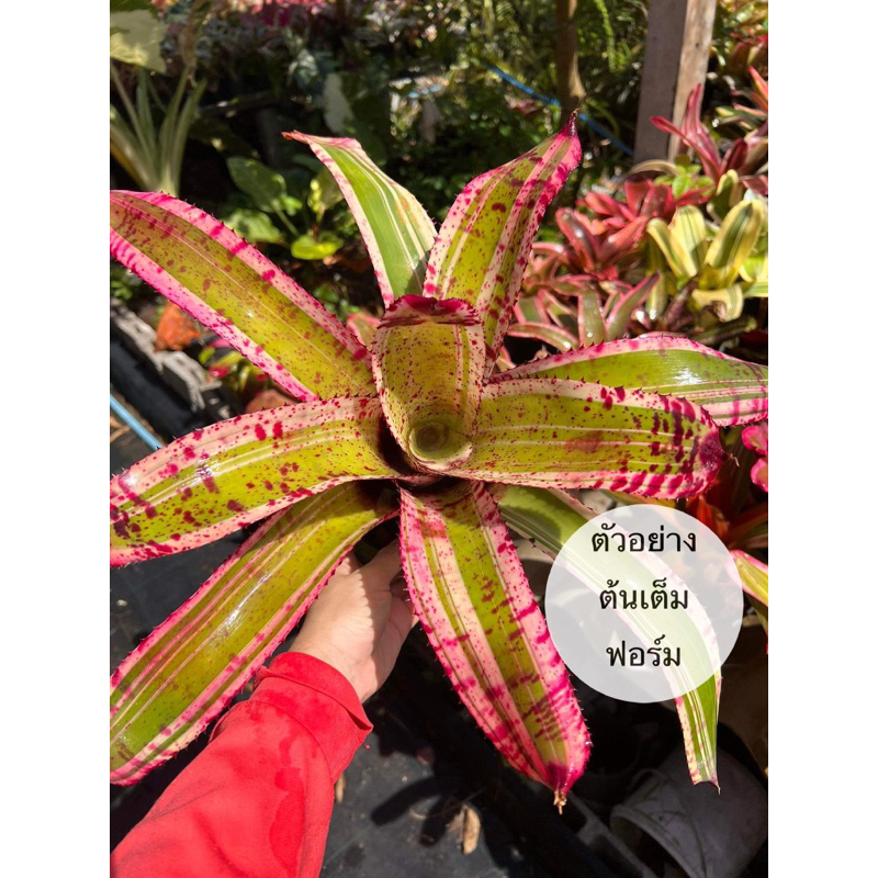 สับปะรดสี Neo.Shark Attack