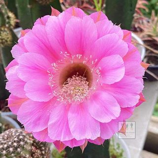 [เด็ดสดไม่มีราก]อิชินอปซิส / โลบิเวีย หน่อแคคตัส กระบองเพชร Lobivia / Echinopsis