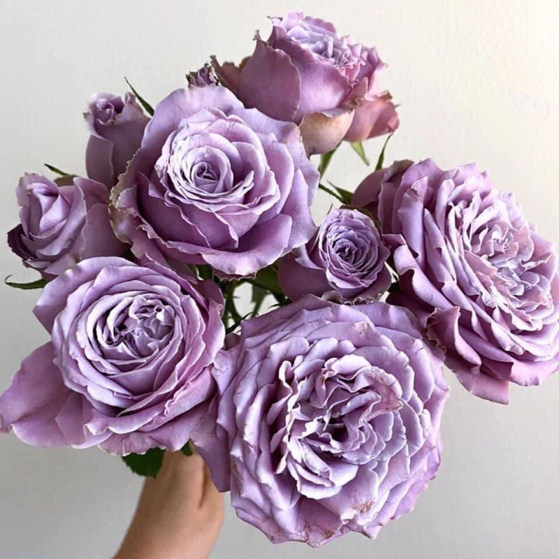 กุหลาบ-ปริ้นเซสคาโอริ “Princess Kaori”  สีม่วง