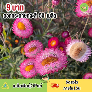 พิเศษ 9 บาท เมล็ดพันธุ์ ดอกกระดาษ บรรจุ 50 เมล็ด