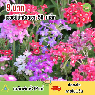 พิเศษ 9 บาท เมล็ดพันธุ์ดอกเวอร์บีน่า บรรจุ 50 เมล็ด