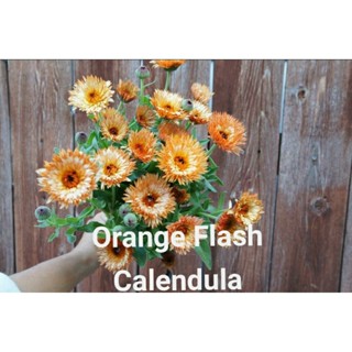 Orange Flash Calendula 10 เมล็ด นำเข้าพร้อมวิธีการปลูก (ดอกไม้กินได้)