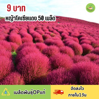 พิเศษ 9 บาท เมล็ดพันธุ์ หญ้าโคเซีย สีแดง บรรจุ 50 เมล็ด