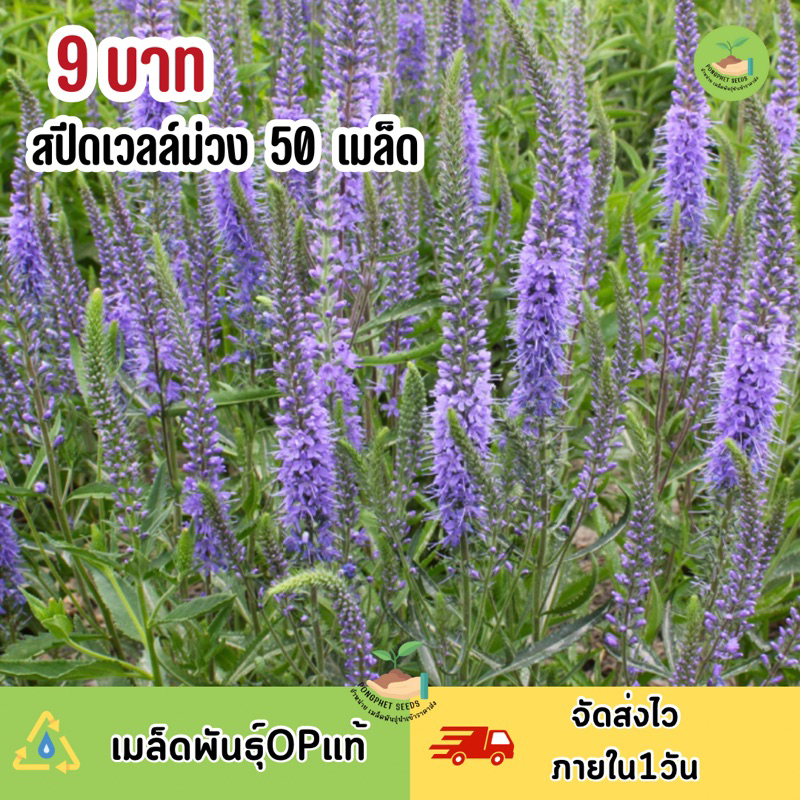 พิเศษ 9 บาท เมล็ดพันธุ์ ดอกสปีดเวลล์ม่วง 50 เมล็ด