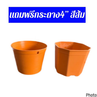 สินค้าตัวแถม ไม่มีจำหน่าย แถม4” สีส้ม