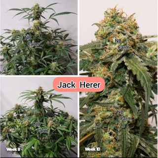 เมล็ดกัญชาสายพันธุ์ Jack Herer โฟโต้ ♀️คัดเพศเมีย สายพันธุ์ตรงปก 100%