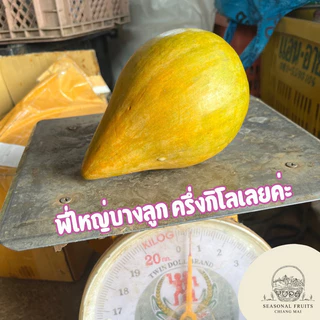 เซียนท้อ หรือม่อนไข่ ไซส์ใหญ่ 2-4 ลูกต่อโล