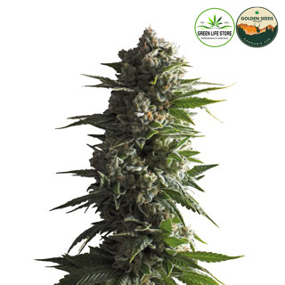 Tropicana Weddingcake Auto เมล็ดกัญชา Auto ค่าย Grower Choice เเท้100%