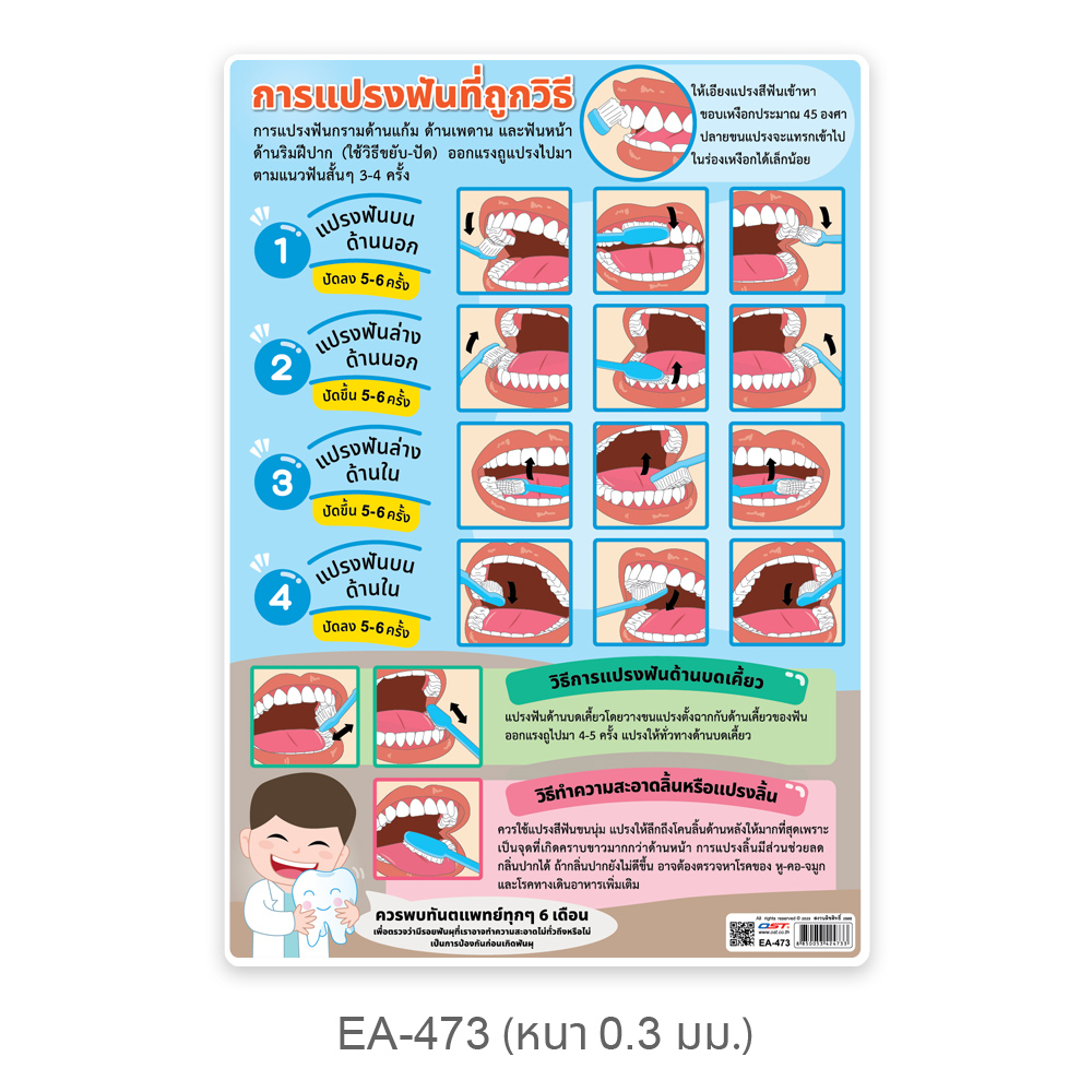 การแปรงฟันที่ถูกวิธี โปสเตอร์พลาสติกขนาด A4 EA-473 สื่อการเรียนการสอน สื่อการเรียนรู้