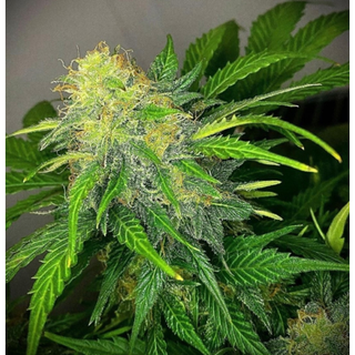 Mandarine Cream Auto เมล็ดกัญชา Auto ค่าย Pure Instinto เเท้100%