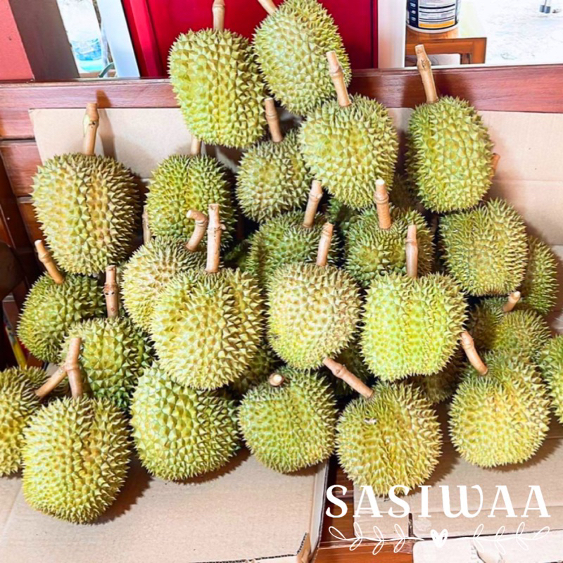 🌳ทุเรียนหลงลับแล ส่งตรงจากสวนอุตรดิตถ์ ตัดแก่ทุกลูก อ่านรายละเอียดก่อนสั่งนะคะ🌳