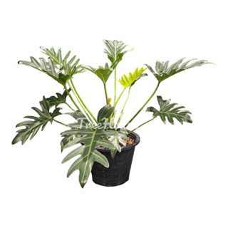 ซานาดู กระถาง 11 นิ้ว / Philodendron xanadu Croat, Mayo &amp; J.Boos pot 11