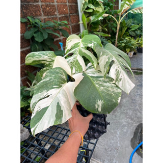 มอนสเตอร่าอัลโบ้ ฮอลแลนด์ Monstera Albo Holland ด่างขาวลายเทพๆ รากเดินดีมากๆ ทุกต้นมาจากแม่เดียวกัน (ส่งต้นจริงตามรูป)