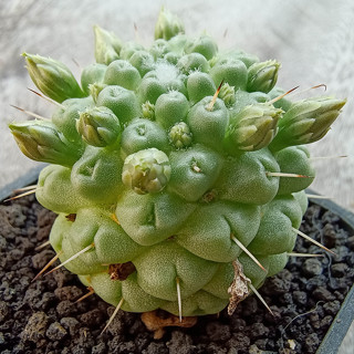 แมมมิลลาเรีย ชูแมน หนามเดี่ยว Mammillaria Schumannii แคคตัส กระบองเพชร ส่งทั้งกระถาง