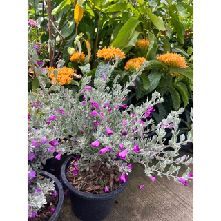 ☀️ทนแดดดอกสวย🪻นีออน ใบเงิน Leucophyllum frutescens ต้นไม้ใบสวย ดอกสวยเลี้ยงง่าย ออกทั้งปี
