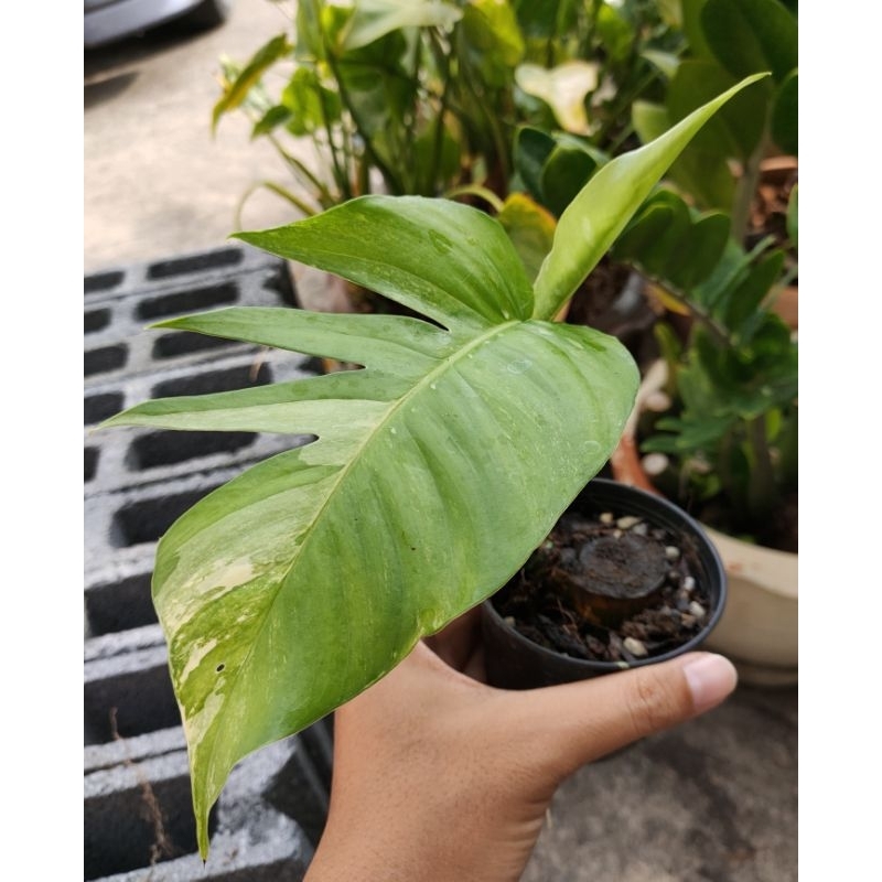 Epipremnum pinnatum variegated