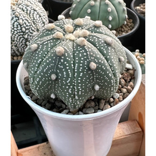 แอสโตรเว้าปลาดาว Astrophytum