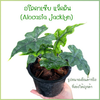 ต้นอโลคาเซียแจ็คลิน Alocasia Jacklin