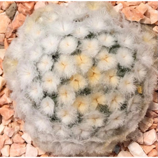 ดอกชมพูเข้มๆเยย 🎉🎉🎉 💖💖 💗💗☁️☁️Mammillaria Plumosa ☁️☁️แมมขนนกขาวมอนส์ ขนโคลนนี้พิเศษมาก