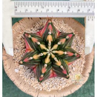 ยิมโนด่าง ไม้เมล็ด(Gymnocalycium variegated)2