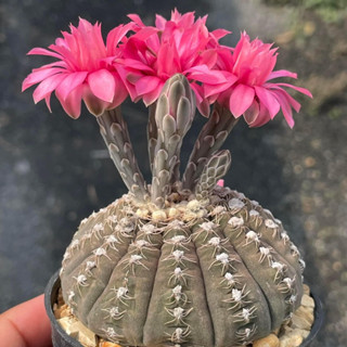 [ถูกที่สุด]แคคตัสยิมโนจานบิน Gymnocalycium Ragonesei , cactus succulent,กระบองเพชร ไม้อวบน้ำ ต้นไม้สวยงาม