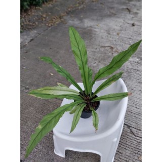 Anthurium golden scorpion Anthurium hybrid หน้าวัวใบ ซุปเปอร์แรร์  น่าเก็บสะสม ได้ต้นตามภาพ