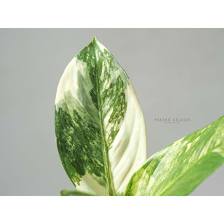 พญาหงสาวดีด่าง Variegated Dieffenbachia daguensis