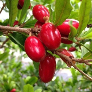 ต้นมหัศจรรย์,มิราเคิล🌱🍒 ลำต้นสูง 60-70 cm.🌱🍒 ต้นแข็งแรง เมล็ดมีรสหวาน ต้นสวยพร้อมปลูก