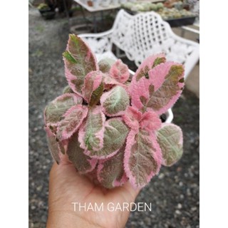 พรมญี่ปุ่นพิ้งค์สโมค Episcia Pinksmoke 🌸🍀🌸