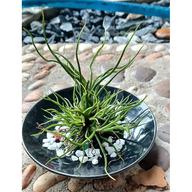 Tillandsia bulbosa on table