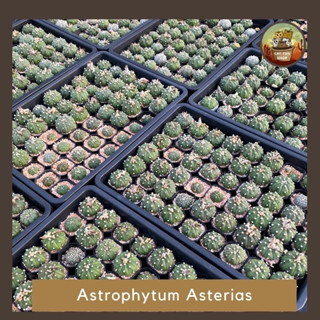 ต้นกระบองเพชร Astrophytum แอสโตร ราคาถูกคุ้มค่า ส่งทั้งกระถาง มีราคาส่ง