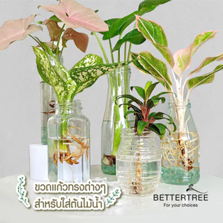 ขวดแก้ว ใส่ต้นไม้เลี้ยงน้ำ แจกันมินอมอล แจกันแก้ว vase