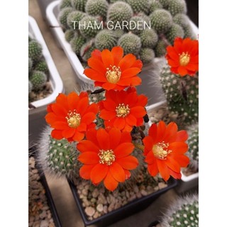 Rebutia fiebrigii 🔥🔥🔥รีบูเทียไฟร์บิกิไอ 2"