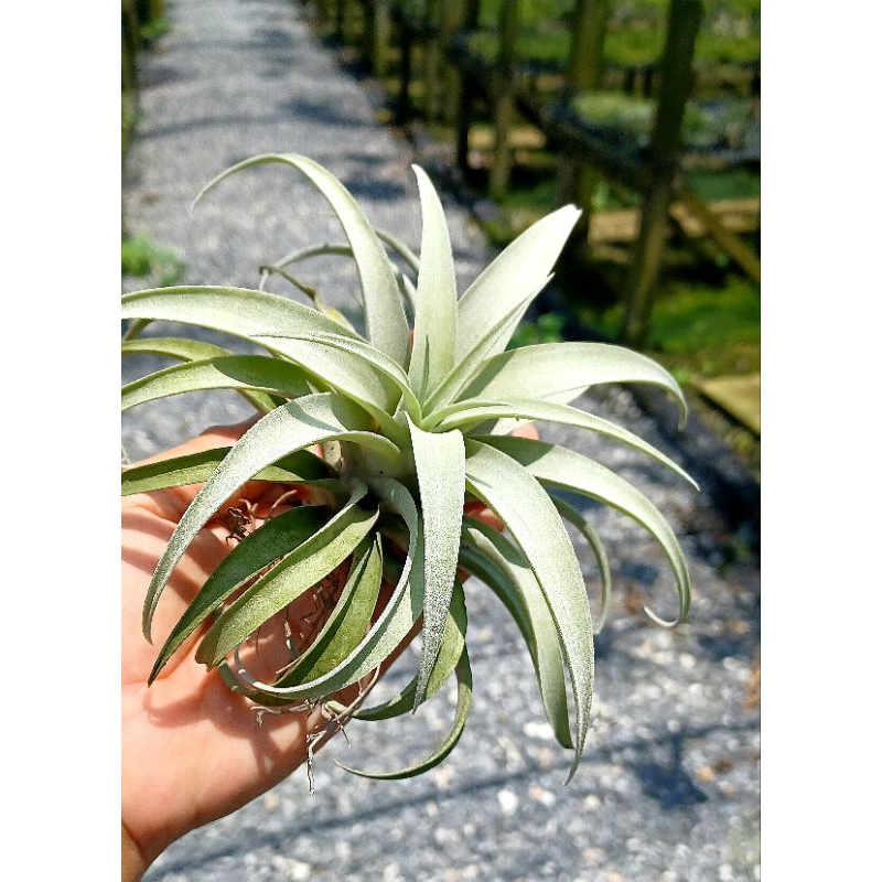 Tillandsia capitata silver rose