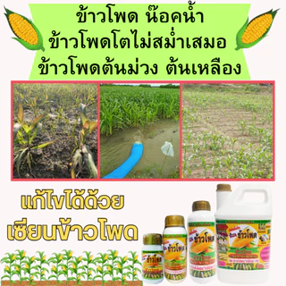 เซียนข้าวโพด 1 แกลลอน แถม 2 ลิตร ฮอร์โมนข้าวโพด ฉีดพ่นทางใบ อาหารพืช