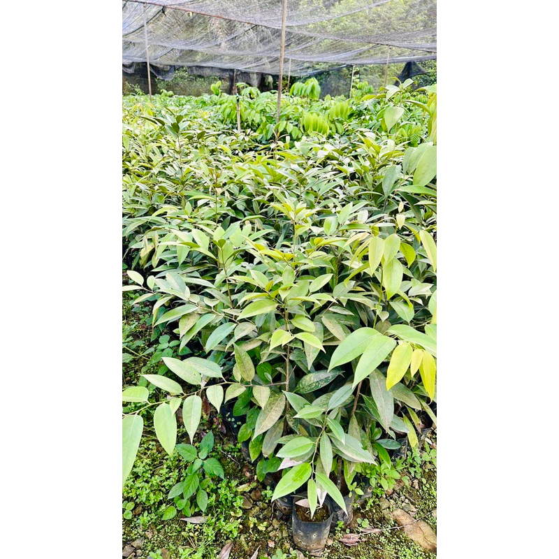 ไม้ขาวดำ ต้นสาวดำ มะพลับทอง (ไม้ป่า) ชำต้นกล้า✅รับประกันของแท้จากจังหวัดสตูล (ไม่รับเก็บเงินปลายทาง) คัดต้นสูงแข็งแรง - รูปที่ 4