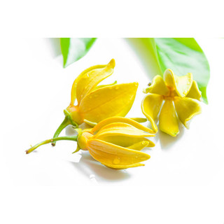 หัวน้ำหอมกลิ่นดอกกะดังงา (YLANG YLANG01) หัวน้ำหอมแท้100% หัวน้ำหอมใส่สบู่ หัวน้ำหอมใส่ครีม ใส่โลชั่น ขนาด30ML-100ML