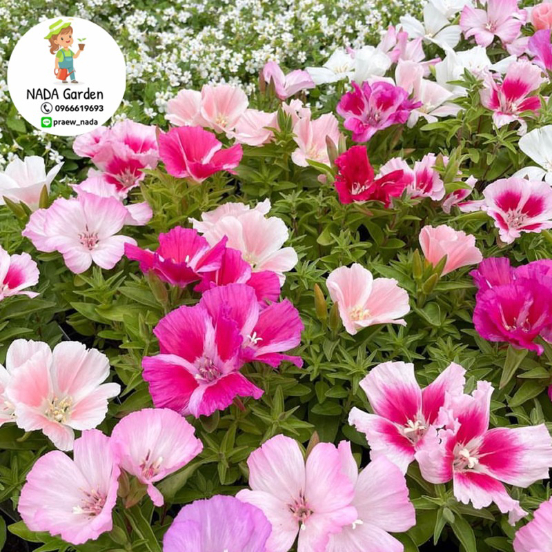 เมล็ดพันธุ์ ดอกคลาเกีย ( Godetia/Clarkia Amoena ) คละสี 250 เมล็ด สายพันธุ์แท้100% - รูปที่ 3
