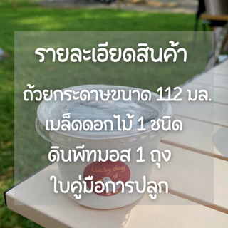 ชุดปลูกดอกไม้ (Size Mini) ไม่มีปุ๋ยในชุด ปลูกง่าย โตไว ของวันเกิด ของขวัญปัจฉิม ของชำร่วย