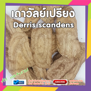 เถาวัลย์เปรียง สมุนไพรไทย  สมุนไพรแผนโบราณ สมุนไพรดองยา Derris scandens