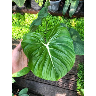 Philodendron McDowell รากเดินพร้อมปลูก