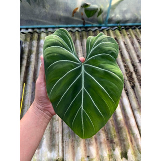 Philodendron Gloriosum ก้านกลม