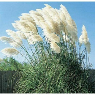 เมล็ดพันธุ์หญ้าพัมปัสสีขาว(White Pampass Grass Seed)บรรจุ 50 เมล็ด ของแท้ คุณภาพดี ราคาถูก นำเข้าจากต่างประเทศ