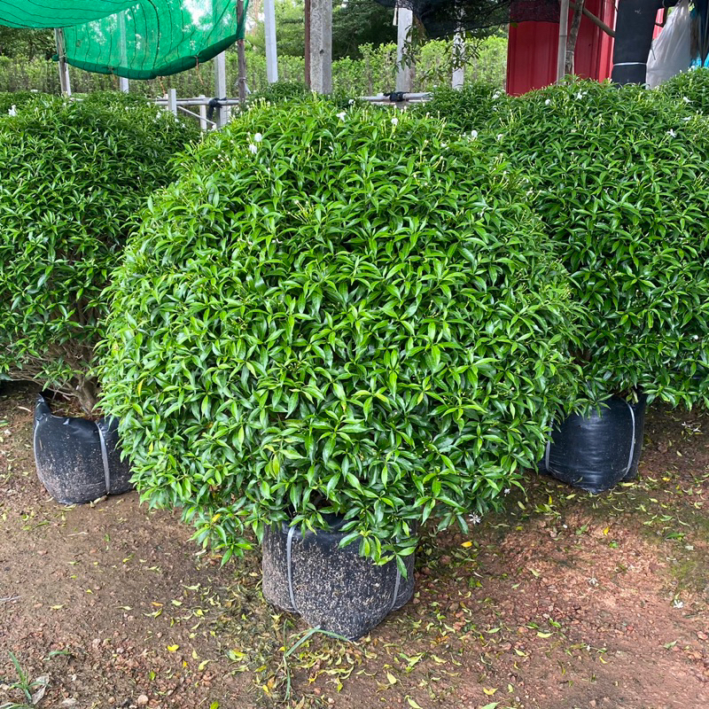 ต้นพุดศุภโชค สูง 60-70cm. บรรจุถุงดำ
