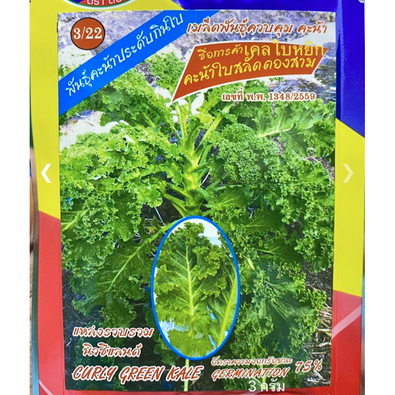 เคล kale เคลใบหยิก (1 กรัม ประมาณ 200 เมล็ด)