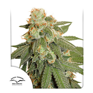 Auto Orange Bud Dutch passion 7 autoflowering cannabis seeds เมล็ดกัญชา 420