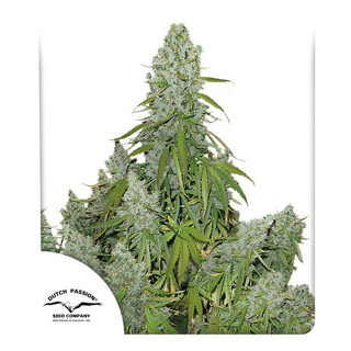 Auto Ultimate Dutch passion 7 autoflowering cannabis seeds เมล็ดกัญชา 420