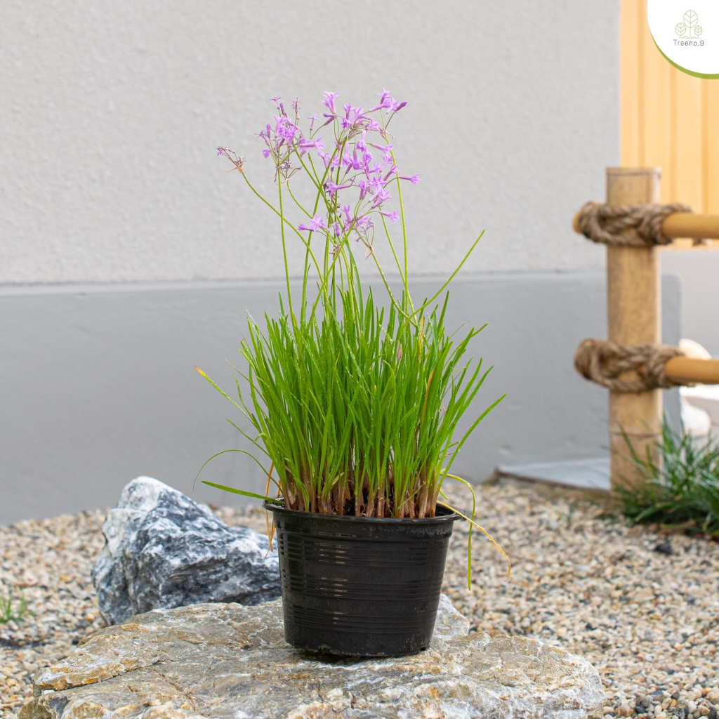 Treeno.9 T133 กุยช่ายฮาวาย  (Pink Agapanthus) กระถาง 6 นิ้ว / สูง 30-40 ซม
