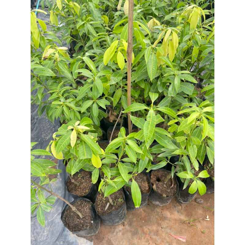 ต้นมะยงชิดทูลเกล้า ลูกใหญ่หวานอมเปรี้ยว ออกดอกง่าย เนื้อกรอบเมล็ดเล็ก - รูปที่ 4