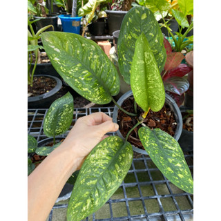 ต้นโพธิสัตว์อโกลนีมา Aglaonema Beautiful  อโกลนีมาพันธ์ุโบราณหายาก